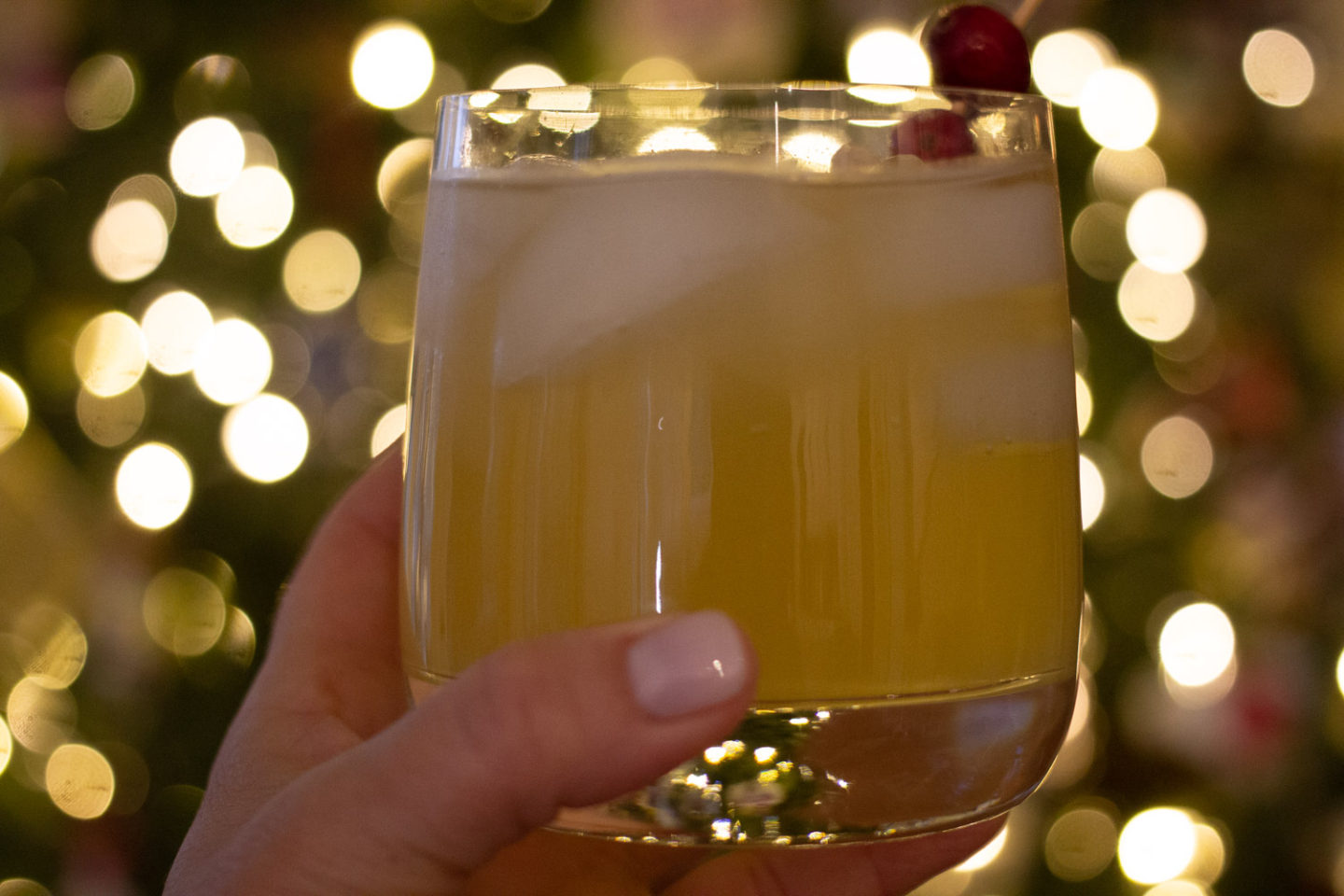 Healthy Mexican Mule in front of a Christmas tree
